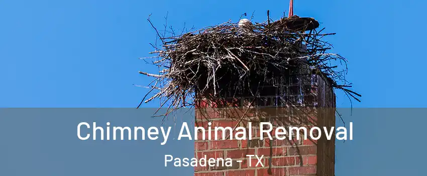Chimney Animal Removal Pasadena - TX
