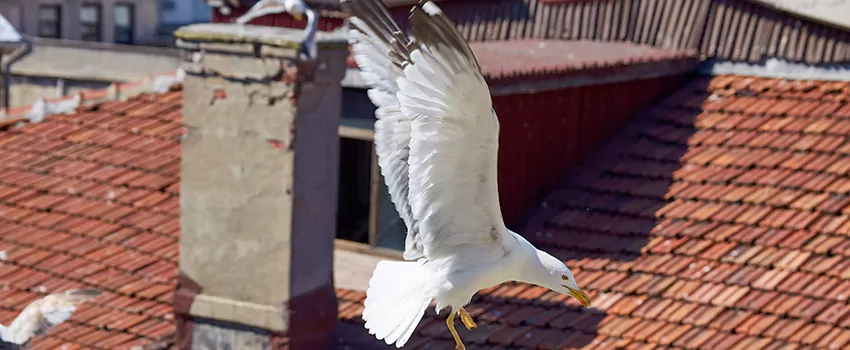 Residential Chimney Animal Removal Solution in Pasadena, TX
